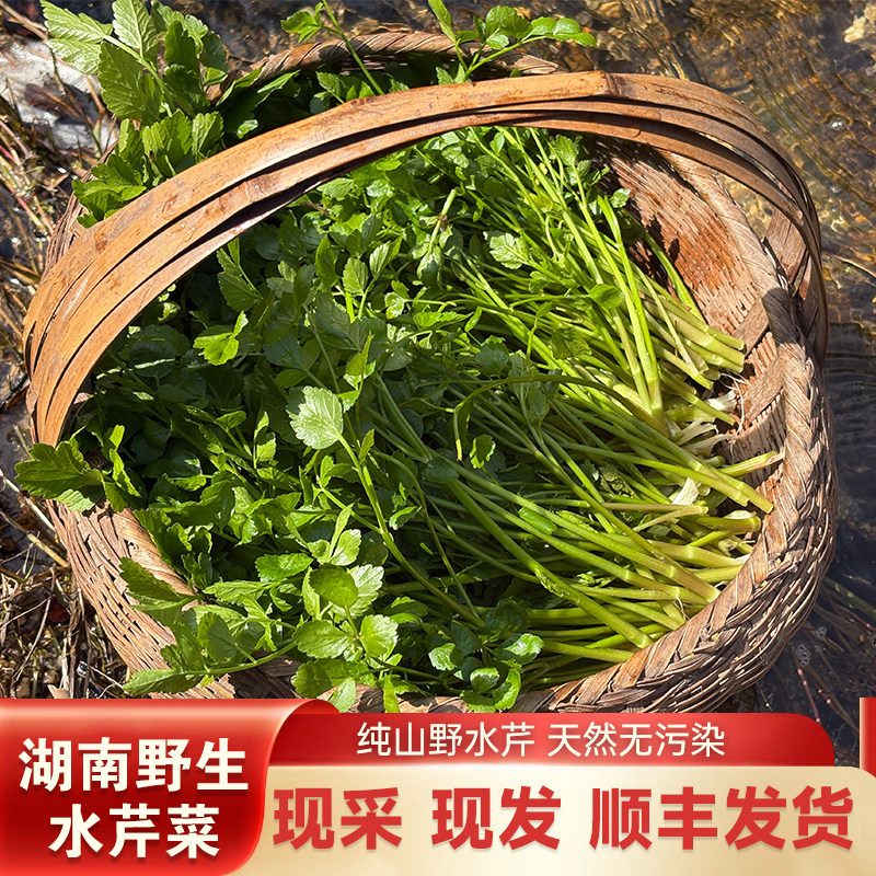 湖南山野菜新鲜水芹菜春菜野生水芹菜炒肉凉拌做馅顺丰包邮