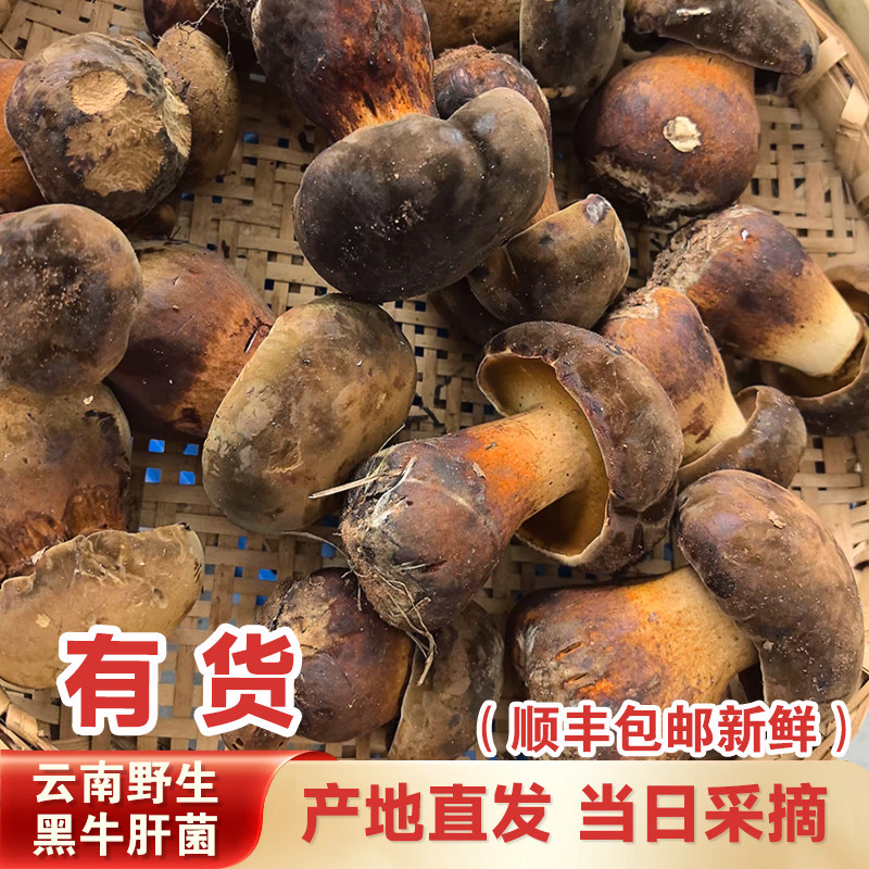 云南野生黑牛肝菌500g顺丰包邮