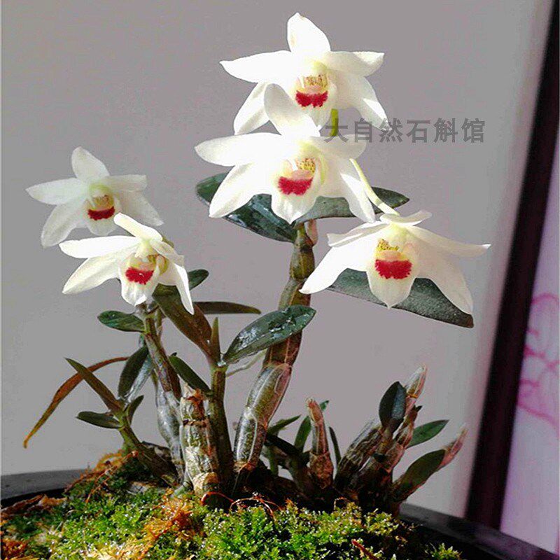 福建丹霞铁皮石斛苗袖珍白花铁皮白花红米铁珍贵中药材石斛兰盆栽