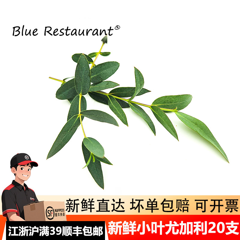 新鲜小叶尤加利20支摆盘装饰