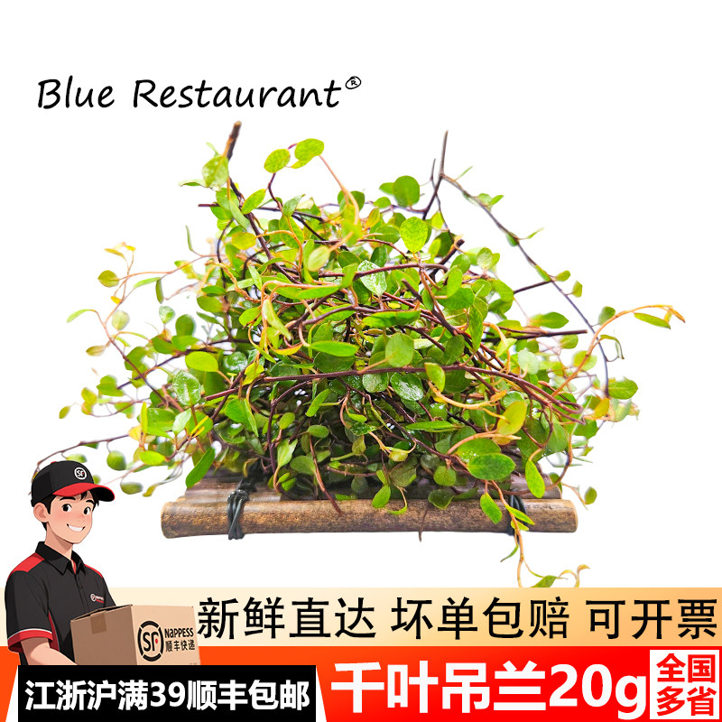 新鲜花草千叶兰餐饮冷盘摆盘装饰