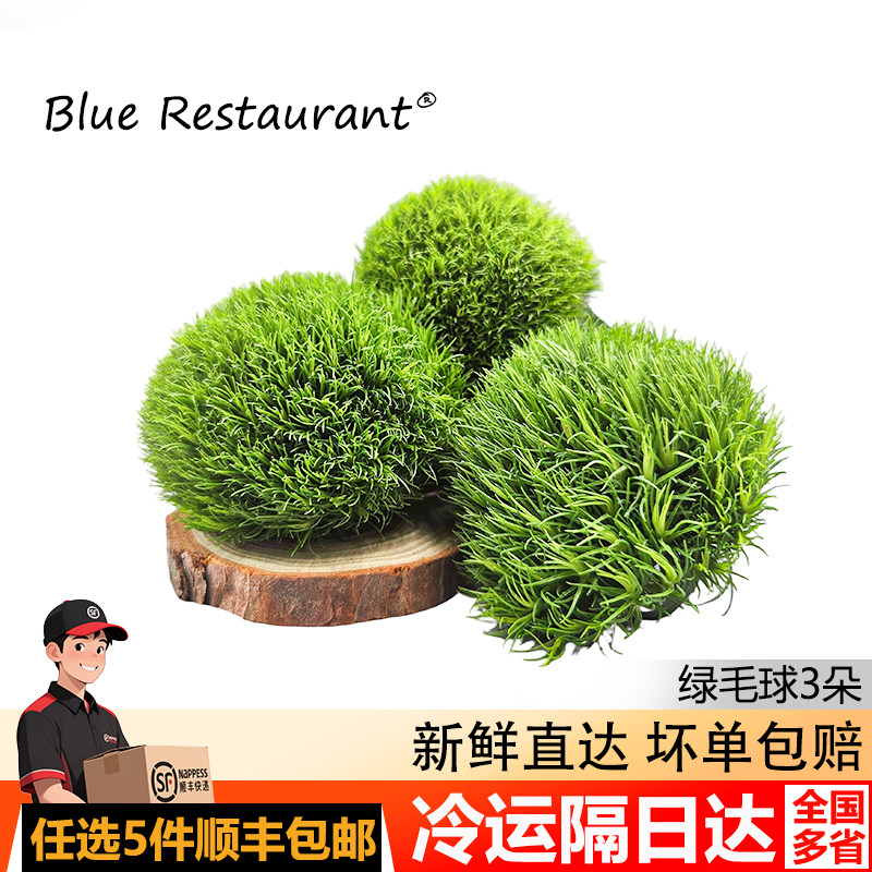 新鲜绿毛球刺身摆盘水果礼盒装饰