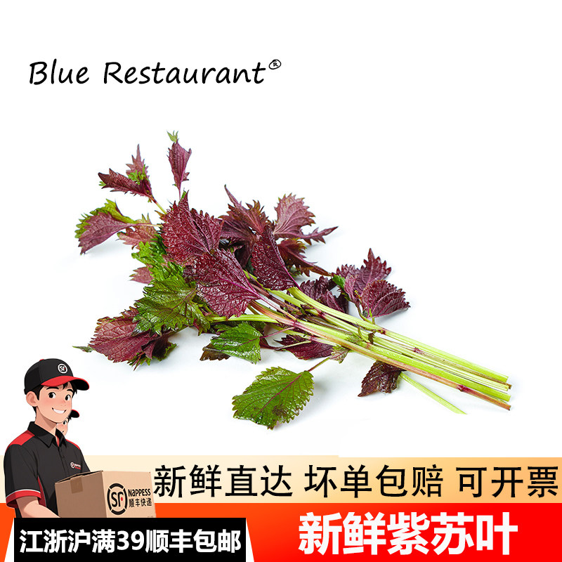 紫苏叶新鲜食用香料去腥提鲜