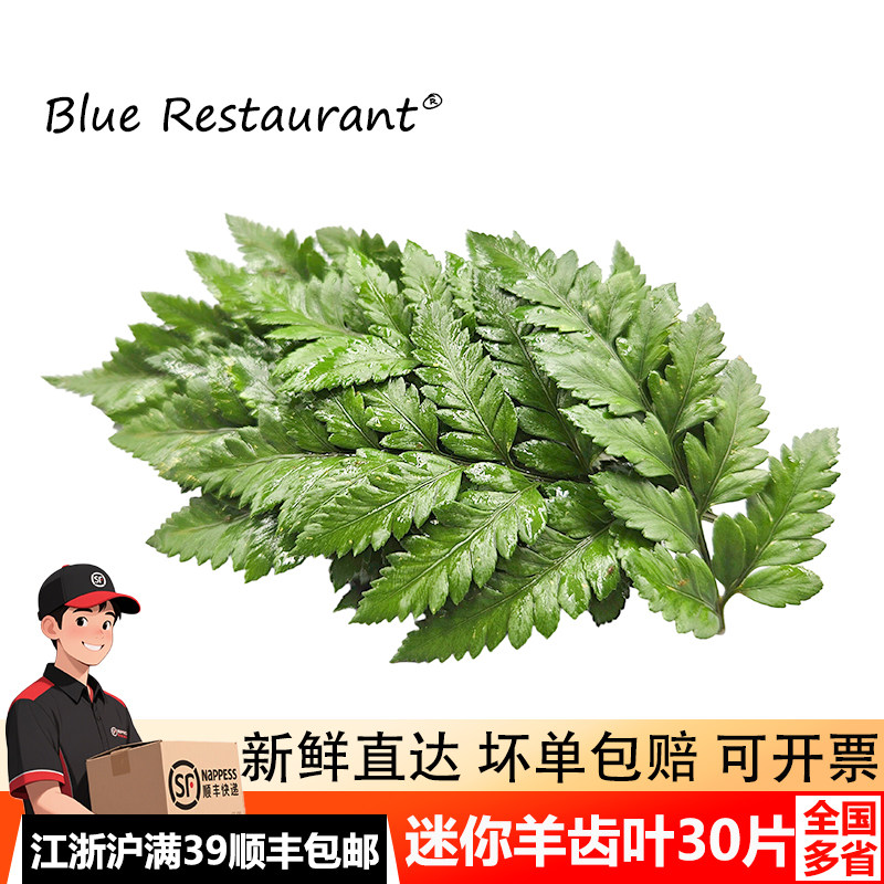 迷你羊齿叶50片蛋糕甜品装饰