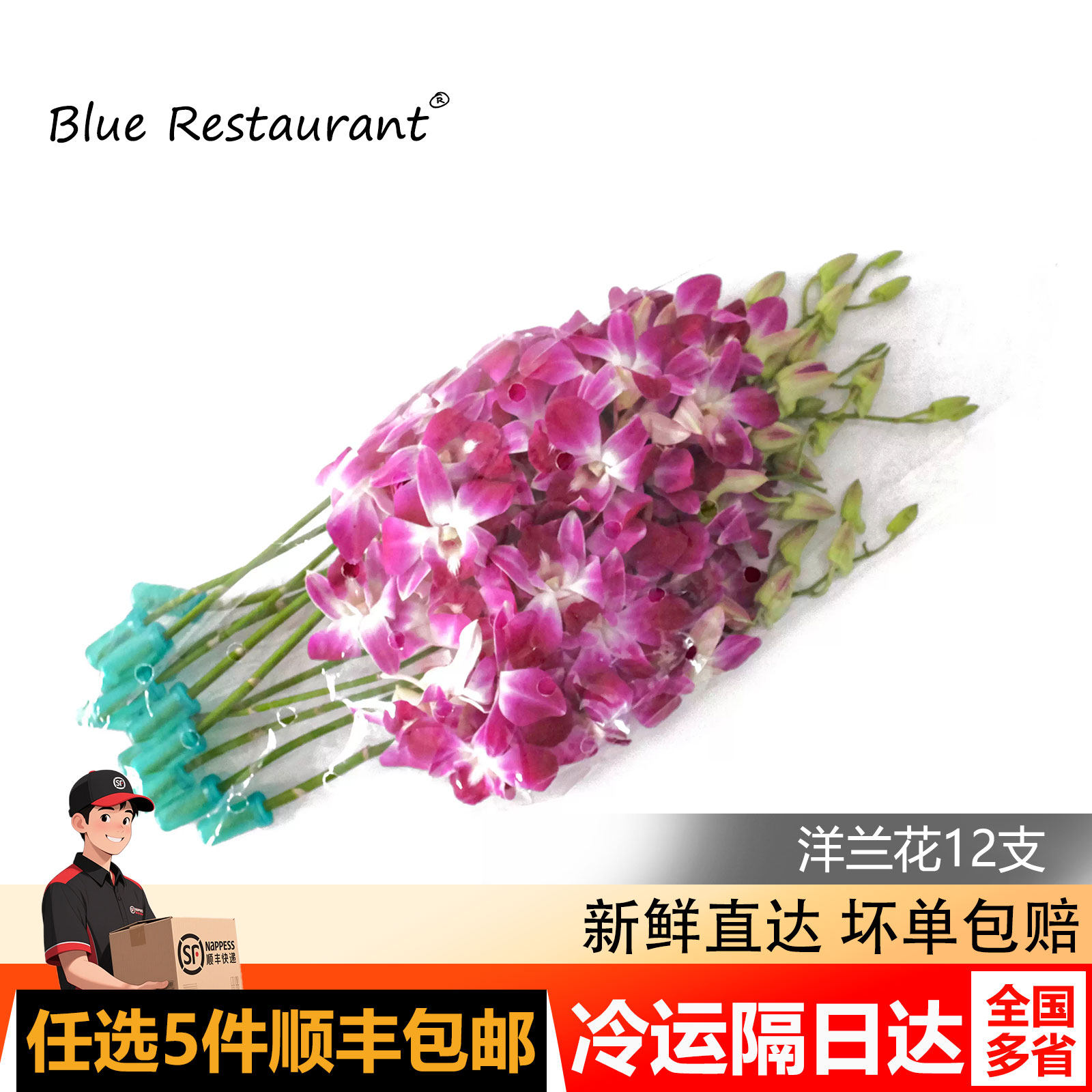 泰国进口洋兰花火锅日料配菜摆盘