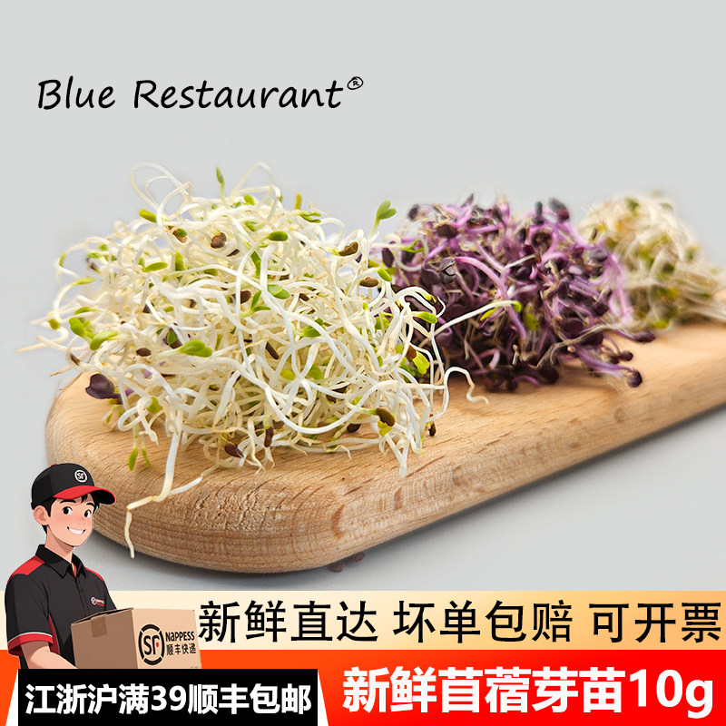 新鲜苜蓿芽紫甘蓝芽可食用轻食素食凉拌沙拉菜品创意点缀芽苗