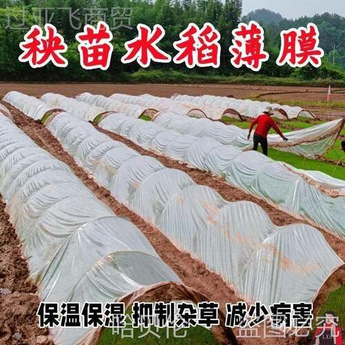 薄膜种用秧XSC地白苗大鹏农业1米栅育宽盖2菜的塑料布小供朋烟色