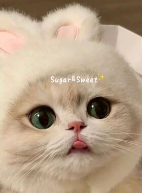 宠物兔子头套猫咪狗狗网红兔兔帽可装扮兔耳朵帽子拍照饰品新款