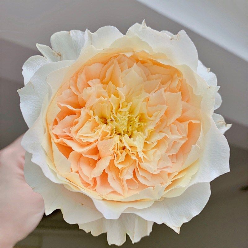 艾菲月季花苗开花玫瑰小苗四季盆栽花卉爬藤植物藤本蔷薇树苗绿植,鲜花速递/花卉仿真/绿植园艺,月季/蔷薇/玫瑰,淘宝优惠券,粉丝福利购,淘宝优惠卷