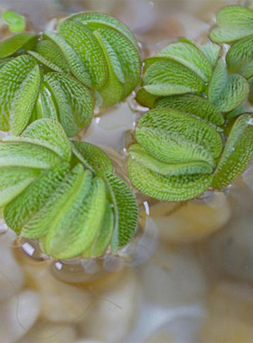 兔耳萍槐叶萍浮萍水草水生植物水培鱼缸造景净水植物除N03一叶莲
