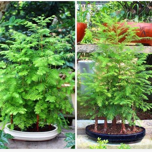 水杉丛林盆景盆栽办公室绿植养眼小植物木本久生植物微型盆景