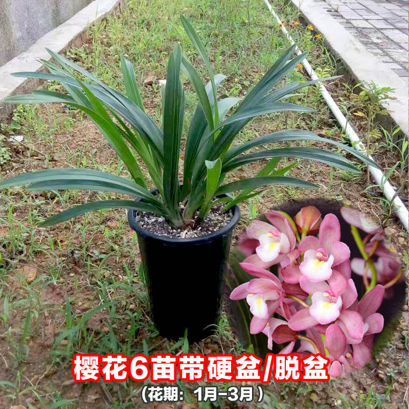 大花蕙兰 蜜蜂兰 兰花樱花神童冠 四季兰 墨兰阳台绿植花卉吸甲醛