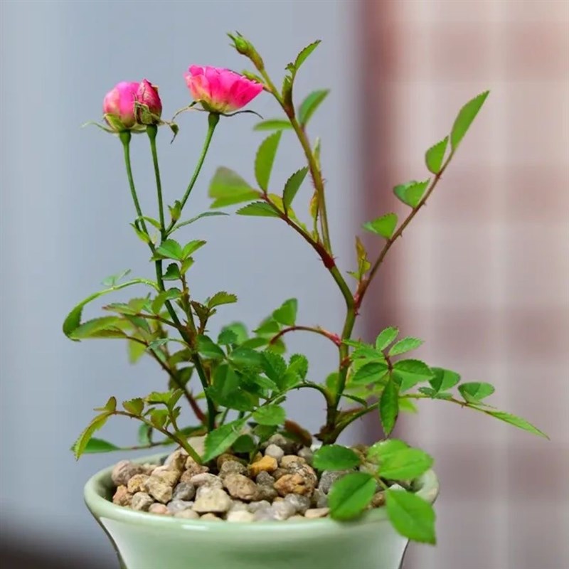 带花苞迷你姬月季超微盆景玫瑰四季开花高档懒人室内阳台花卉绿植