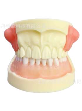 M4030病理模型牙齿模型牙模型练习模型