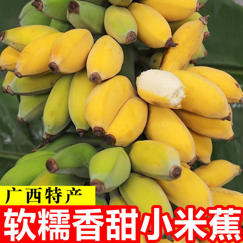 正宗广西小米蕉香蕉9斤新鲜水果整箱当季鲜苹果蕉自然熟粉蕉包邮,水产肉类/新鲜蔬果/熟食,香蕉,淘宝优惠券,粉丝福利购,淘宝优惠卷