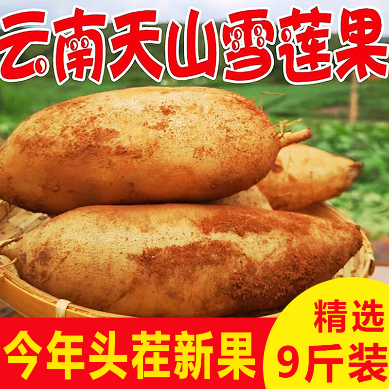 天山雪莲果新鲜水果应当季云南红心雪连果黄心特整箱直发