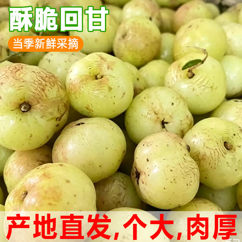潮汕油柑果新鲜崩坎油甘果余甘子牛甘果滇橄榄甜种柿饼甜油柑现摘