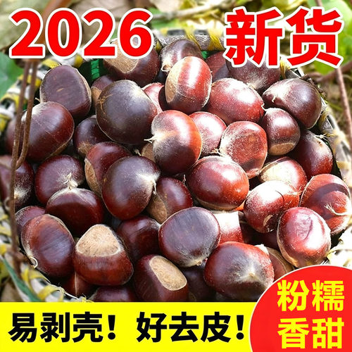 2026年云南新鲜黄心油栗板栗生板栗栗子老树油栗甜面毛栗糖炒栗子