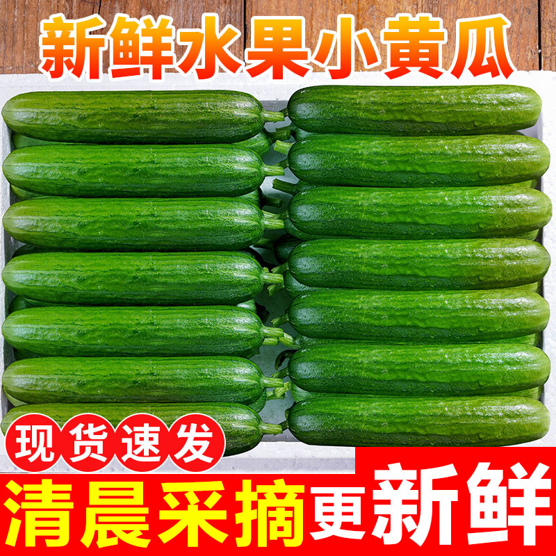 水果黄瓜新鲜生吃当季整箱5小青瓜斤时令蔬菜白玉女即食10包邮旱