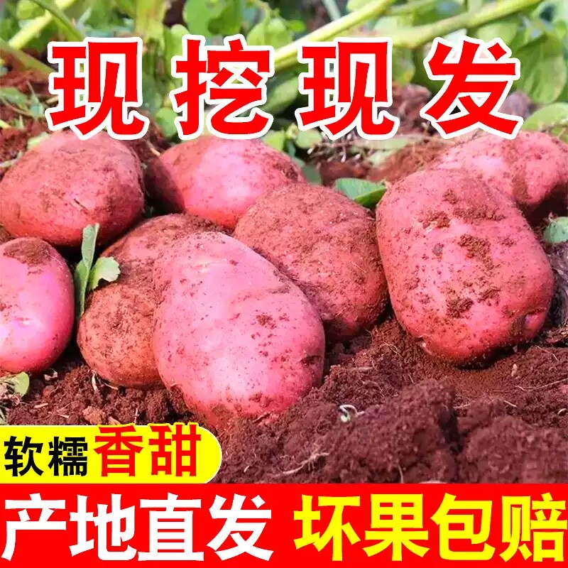云南正宗红皮黄心小土豆现挖新鲜9斤包邮农家大洋芋粉糯马铃薯
