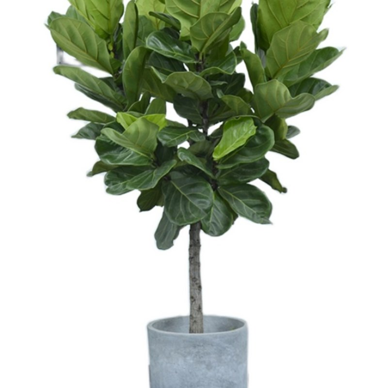 琴叶榕大盆栽室内绿植棒棒糖大型客厅阳台植物广州供货直发香港