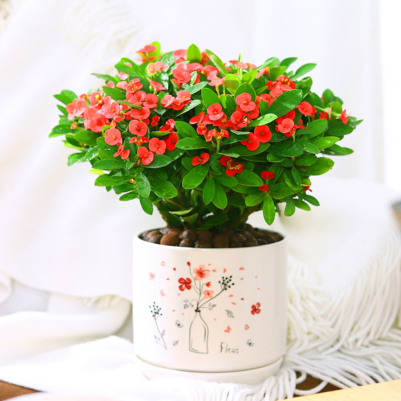 红色虎刺梅铁海棠盆栽植物室内桌面开花绿植大花叶花卉四季好养活
