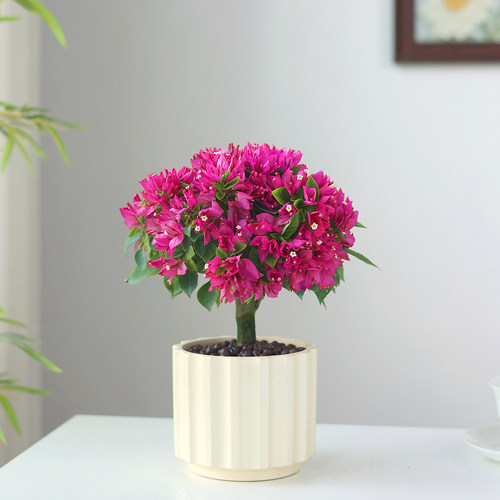 精品老桩三角梅塔紫盆栽带花植物阳台四季花卉绿植好养新品种高端