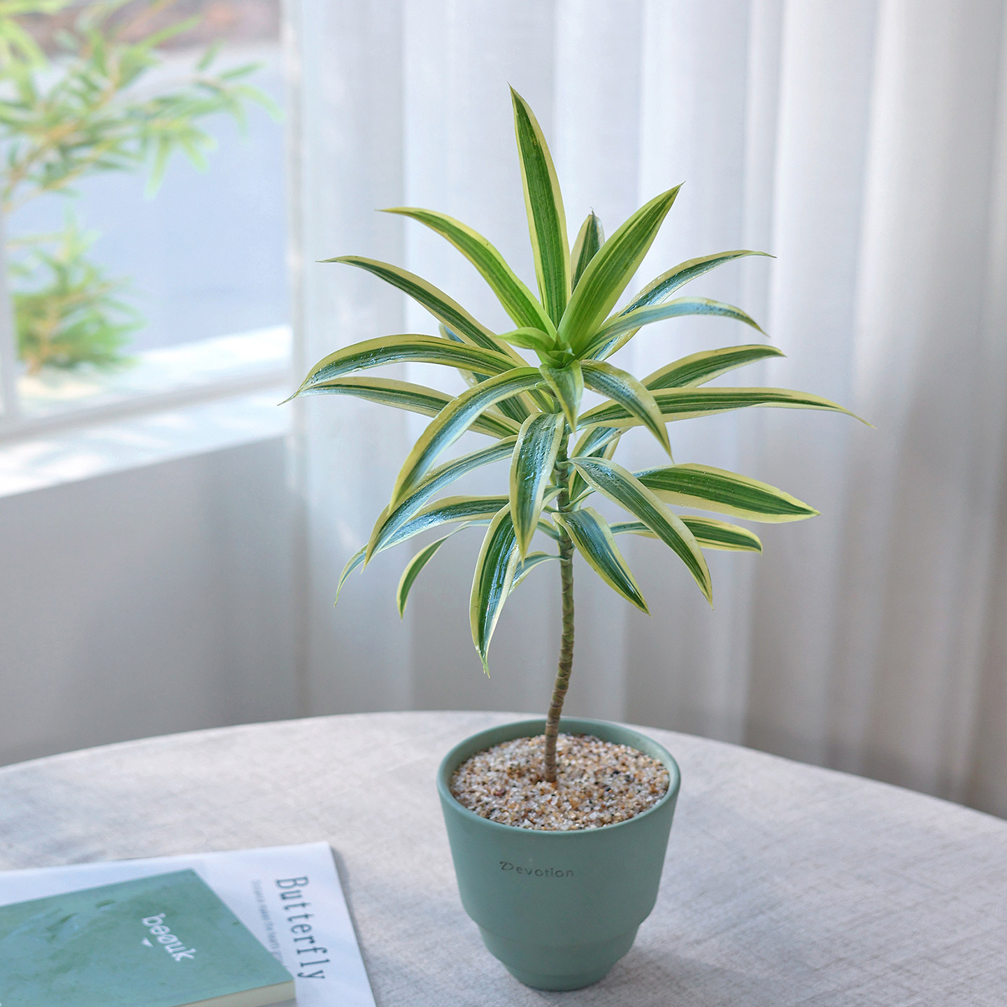 金边百合竹盆栽植物室内大型绿植桌面网红高端轻奢好养活净化空气,鲜花速递/花卉仿真/绿植园艺,绿植,淘宝优惠券,粉丝福利购,淘宝优惠卷