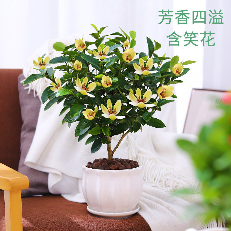 含笑花盆栽春秋植物室内客厅办公室阳台庭院种植花卉绿植好养易活