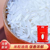 长粒香米不抛光不打蜡原生态农家大米 精品猫牙米 当季 新米