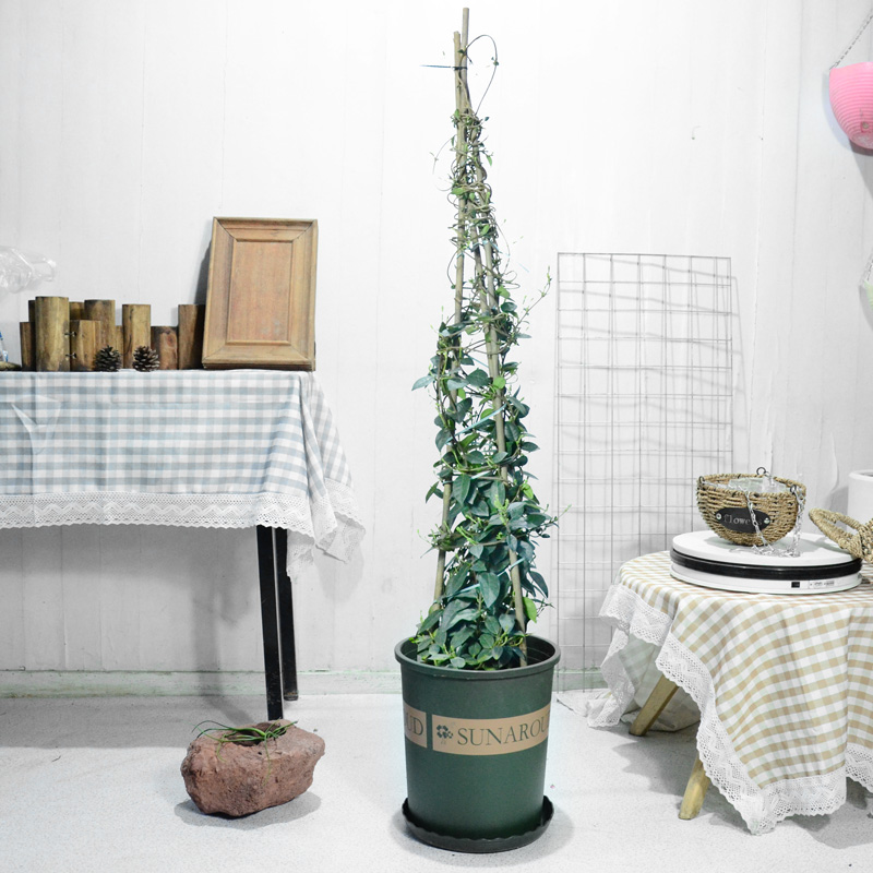 风车茉莉络石藤爬藤植物四季芳香全年常绿阳台庭院花卉绿植盆栽