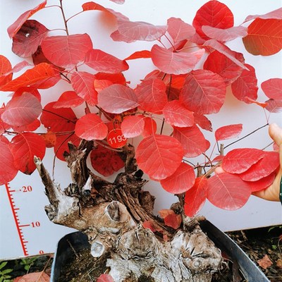 精品红栌黄栌盆景老桩古耐寒热卖香山红叶树桩一物一拍老桩