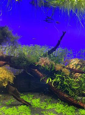 新型高亮度Rgbw鱼缸背景光板Aada水生植物水族箱背景光板上下渐变