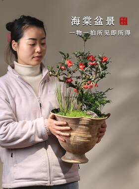 川派海棠花盆景一物一拍带盆室内盆栽阳台木本花卉开花贴梗海棠