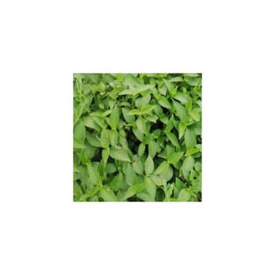 红蓝草紫蓝草苗广西五色糯米饭植物染料庭院盆栽绿植