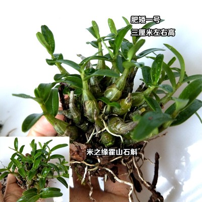 特正宗霍山石斛苗霍山米斛苗矮壮深山种四年以上可吃山里发货教种