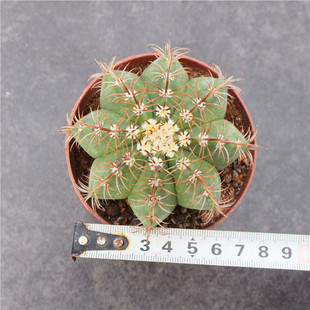 魔云仙人球 开花大仙人掌科多肉花卉盆栽 硬刺快出云自根阳台组合