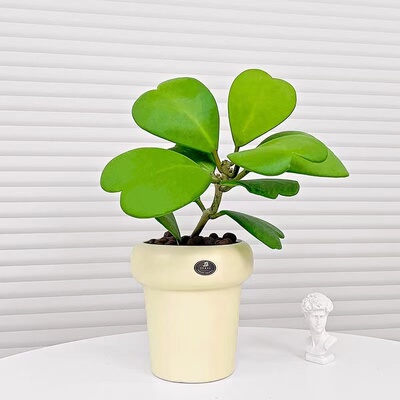 心叶球兰多肉植物办公室内桌面绿植花卉新手好养活盆栽净化空气