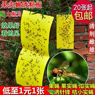 瓜果实蝇诱粘板 果蝇桔小实蝇针蜂黏板粘胶板 粘虫板诱捕贴