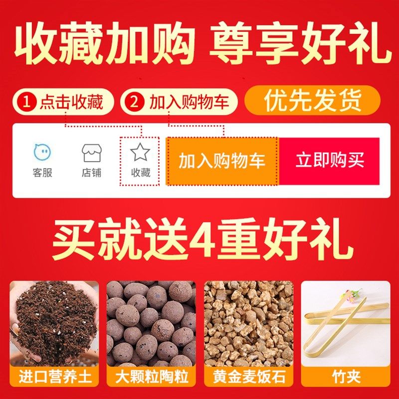 凯天花航多肉植物组合仙人掌仙人球开花办公室桌面盆栽室内,鲜花速递/花卉仿真/绿植园艺,多肉植物,淘宝优惠券,粉丝福利购,淘宝优惠卷