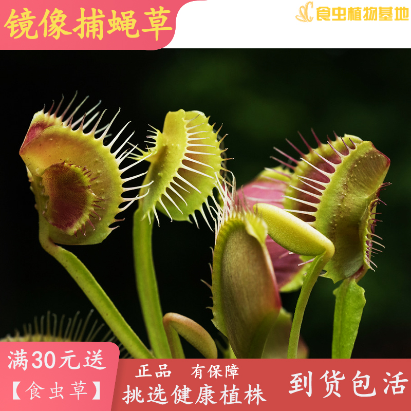 镜像捕蝇草【高端食虫植物变异品种实生苗夹子长耳朵怪异捕虫草】