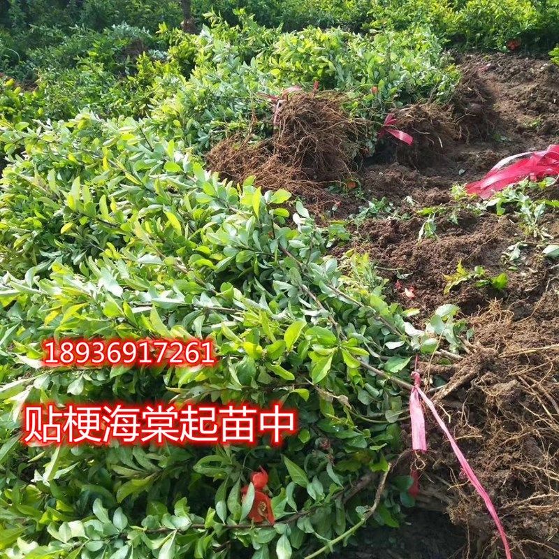 庭院花卉 铁杆海棠 海棠 贴梗海棠树苗 盆栽长寿冠 量大从优