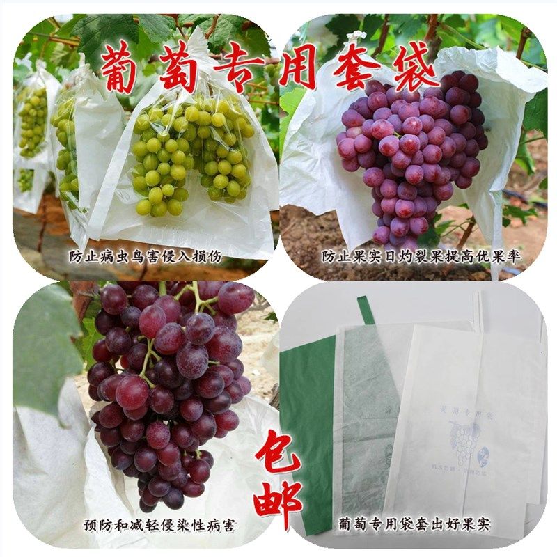 葡萄套袋专用袋防鸟防水阳光玫瑰果袋防虫袋莲雾杨桃半透明袋包邮,鲜花速递/花卉仿真/绿植园艺,其它园艺用品,淘宝优惠券,粉丝福利购,淘宝优惠卷
