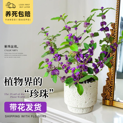 紫珠盆栽不需要阳光的绿植桌面室内耐阴好养易活的植物开花卉四季