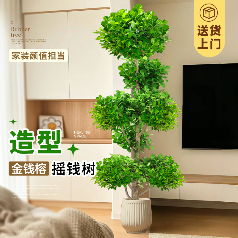 金钱榕大盆栽室内客厅大型绿植摇钱树发财树四季常青落地榕树植物