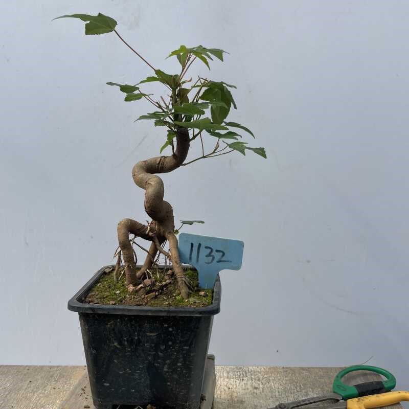 唐枫盆景老桩三角枫盆栽观叶植物室内办公桌花卉净化空气一物一拍