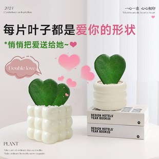 心叶球兰盆栽多肉植物一片心鱼骨令箭桌面趣味办公室绿植好养耐旱