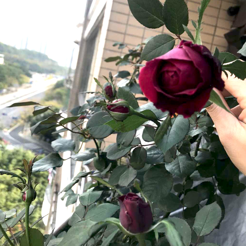 大花浓香月季花大苗皇宫紫黑包子型四季阳台花园玫瑰花苗盆栽花卉