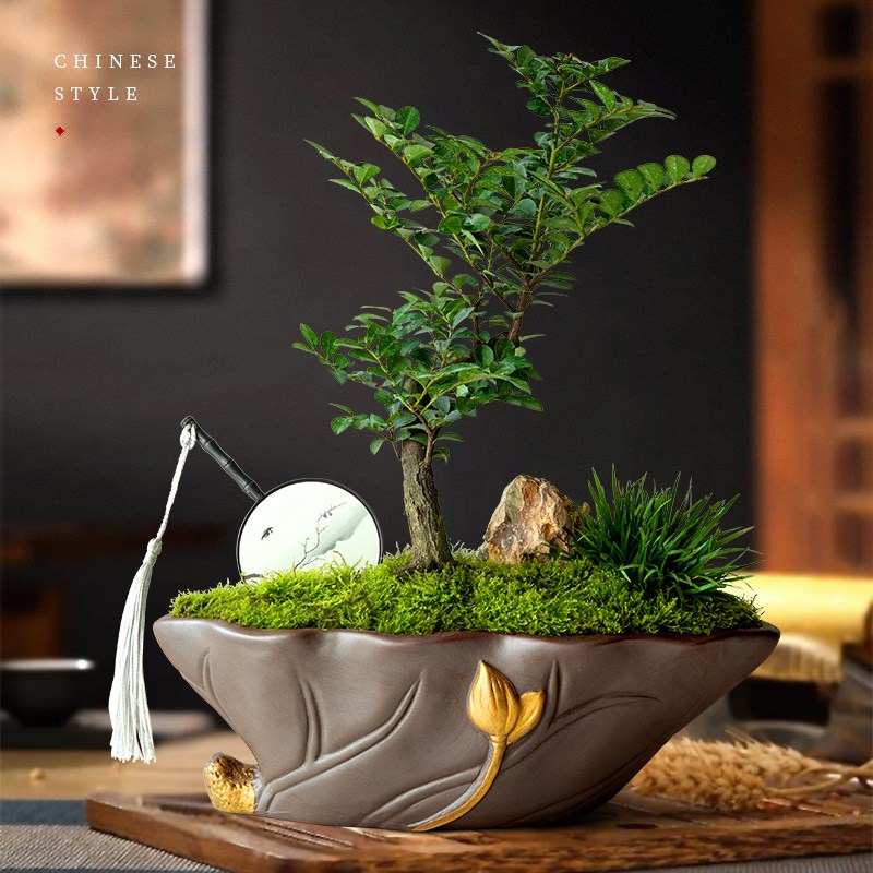 小叶紫檀盆景盆栽悬崖造型室内办公室禅意书房茶桌面绿植好养植物