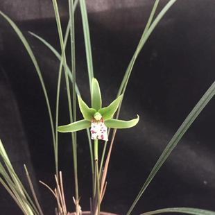 兰花苗细叶邱北蕙兰寒兰紫红芽好养易养活新手练手室内花卉盆栽